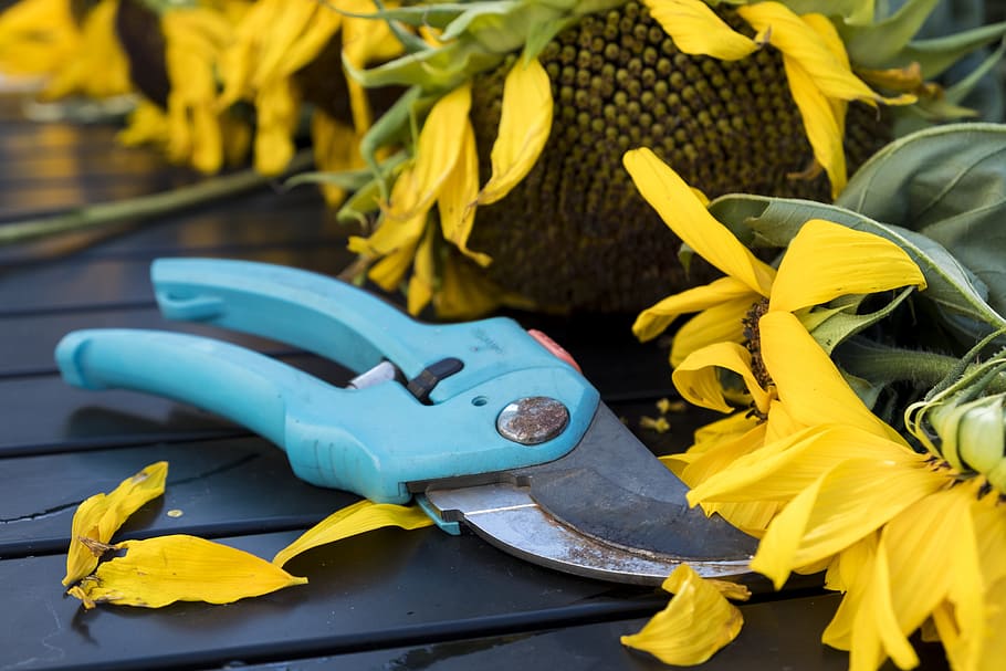 teal pruning shears beside sunflower, autumn, scissors, tool HD wallpaper