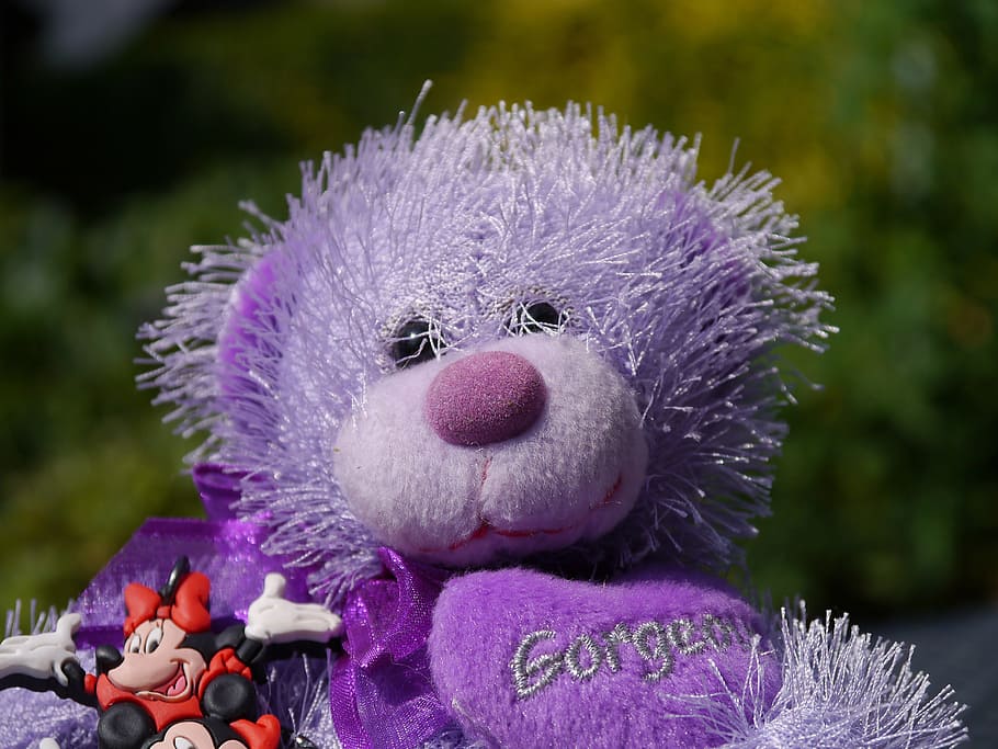 teddy bear, purple, toy, purple teddy, kid, child, furry, minnie