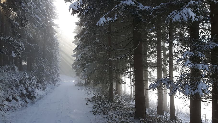 Winter, Landscape, Light, Snow, mountains, wintry, nature, tree HD wallpaper