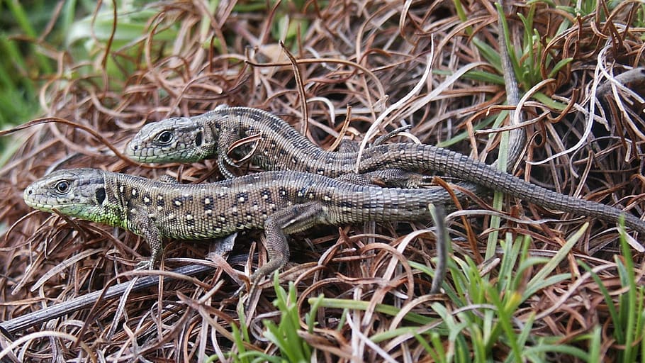 sand lizard, scale, reptiles, animal, animal themes, animal wildlife HD wallpaper