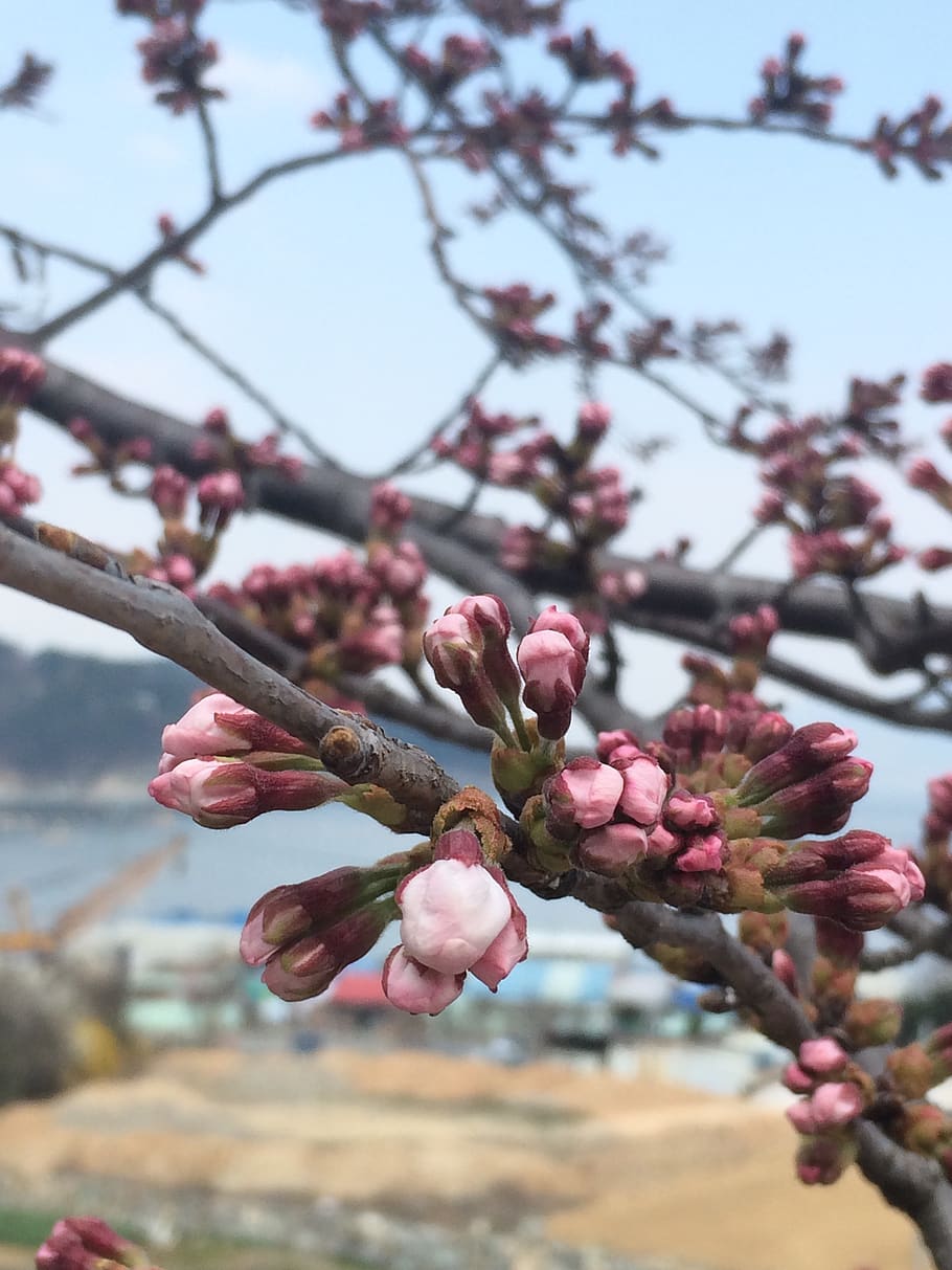 flowers, bud, cherry blossom, plant, tree, growth, branch, flowering plant HD wallpaper