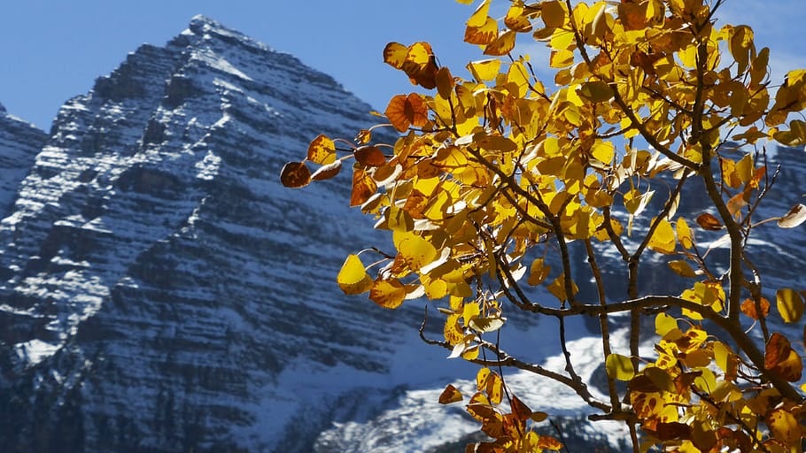 mountain, side, landscape, colorado, scenic, trees, snow, nature HD wallpaper
