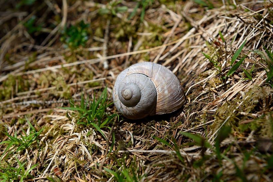 shell, snail, natural flooring, forest floor, nature, animal wildlife HD wallpaper