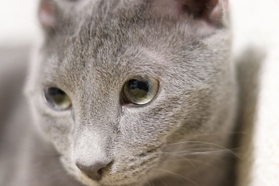 Cat, Russian Blue, Kitty, Kitten, Soft, gray, sleepy, one animal HD wallpaper