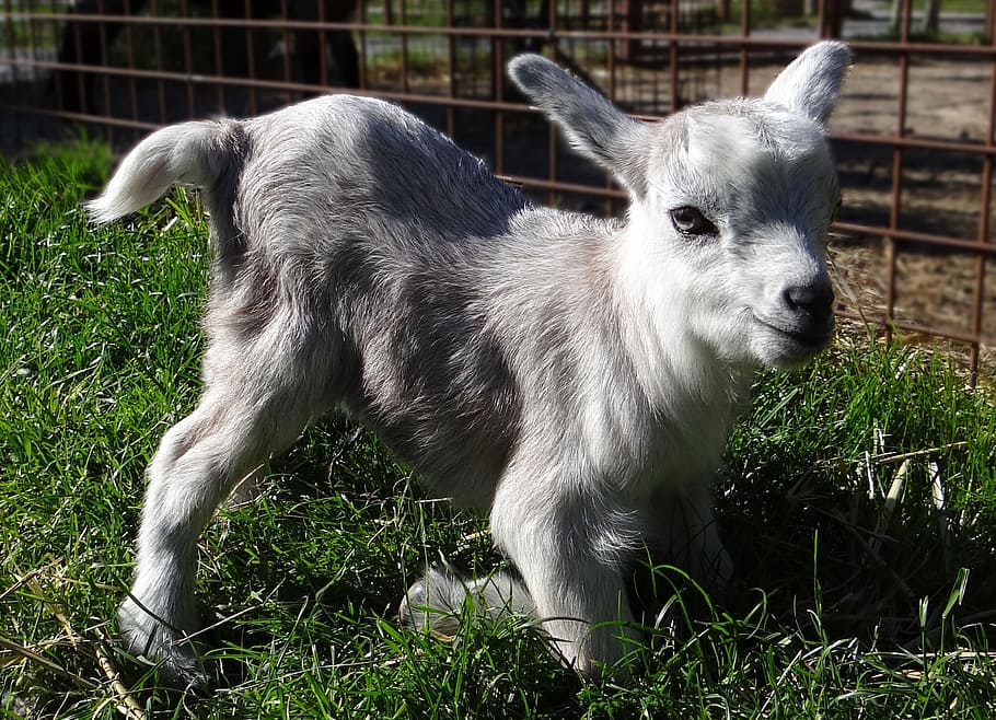 kid, dwarf, baby, mammal, animal themes, grass, domestic animals HD wallpaper
