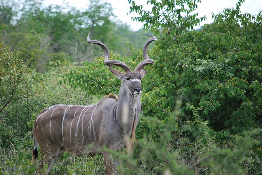 Kudu, South Africa, Animal, Kruger Park, safari, antelope, animals in the wild