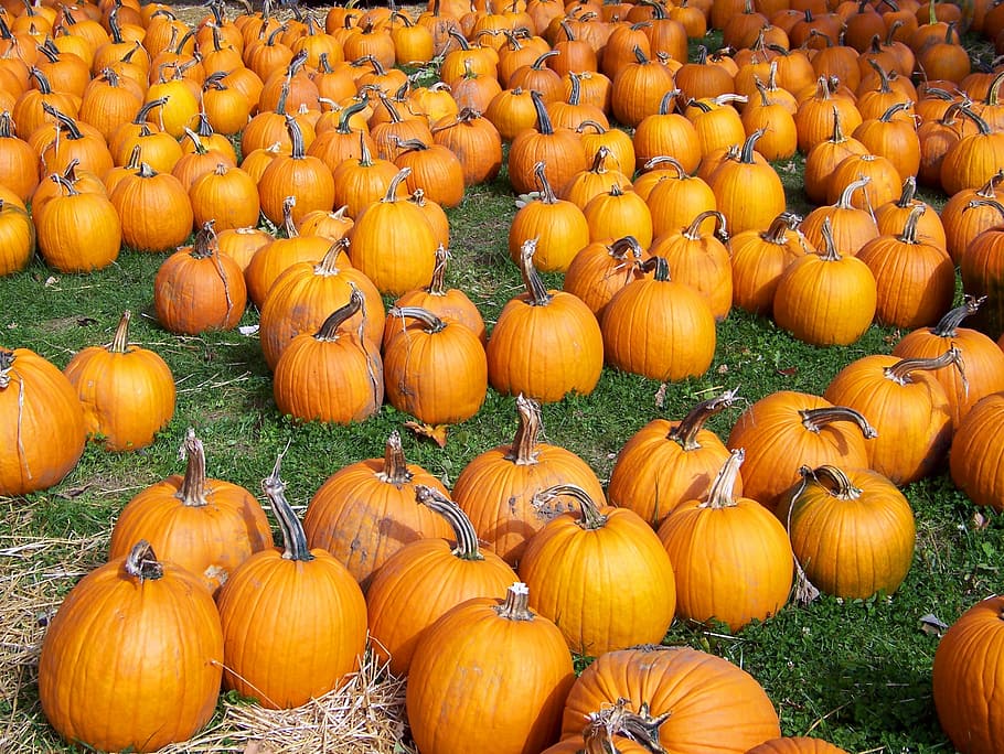 Pumpkins, Autumn, Fall, Orange, Yellow, fruits, scattered, arranged HD wallpaper