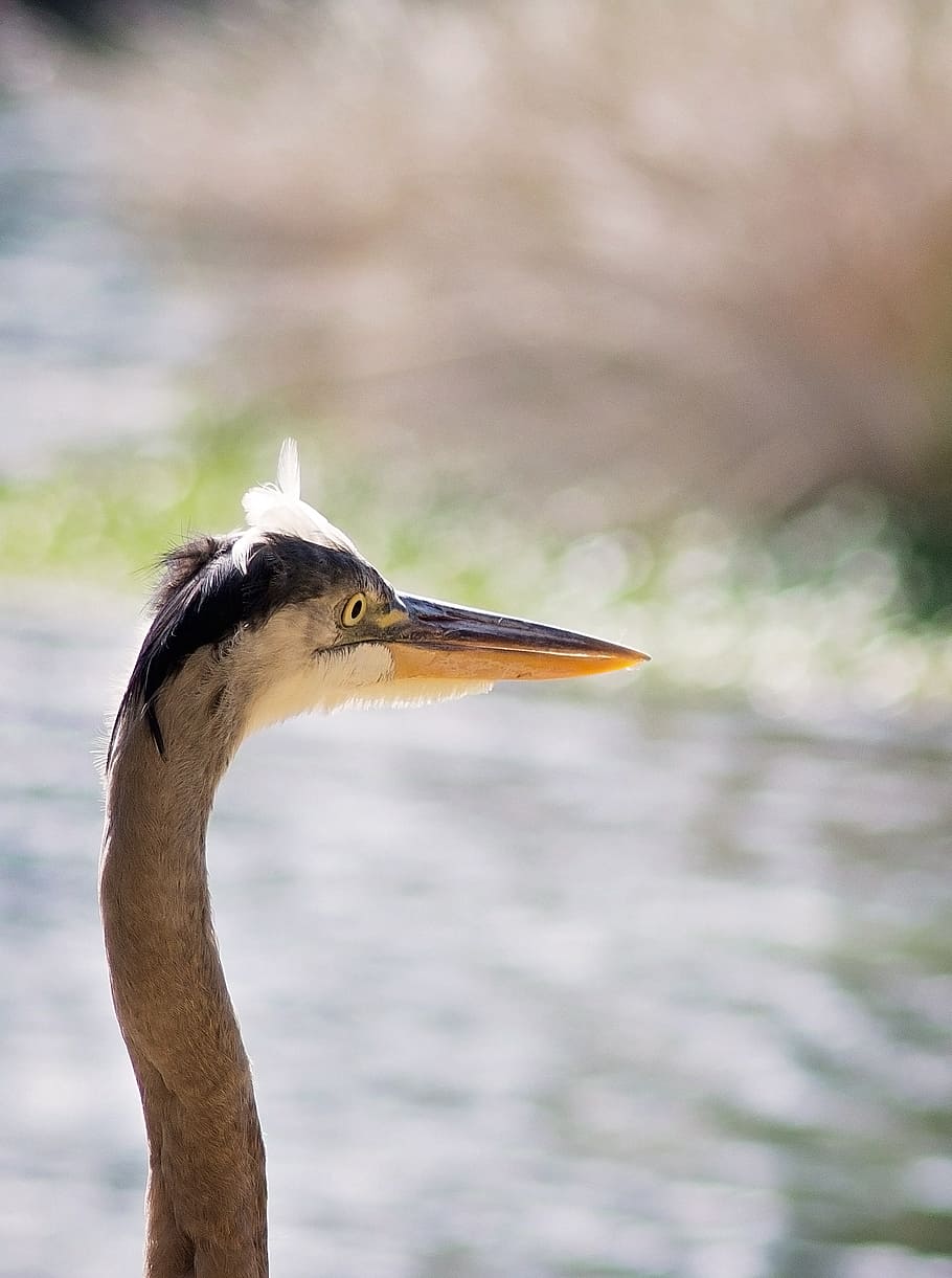 bird, water, close, up, eye, one animal, animal themes, animal wildlife HD wallpaper