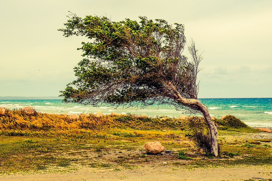 green tree near body of water, blown, wind, painting, beach HD wallpaper