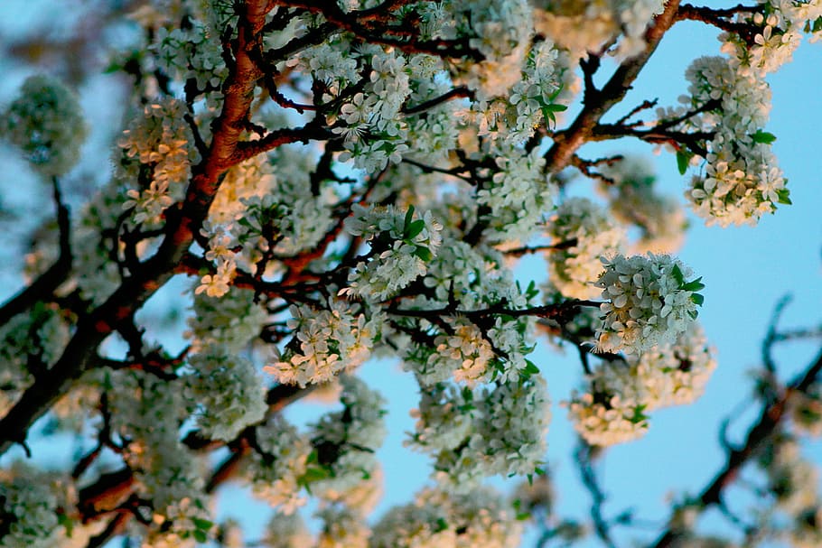 white leafed tree, nature, plants, trees, leaves, colors, sky HD wallpaper