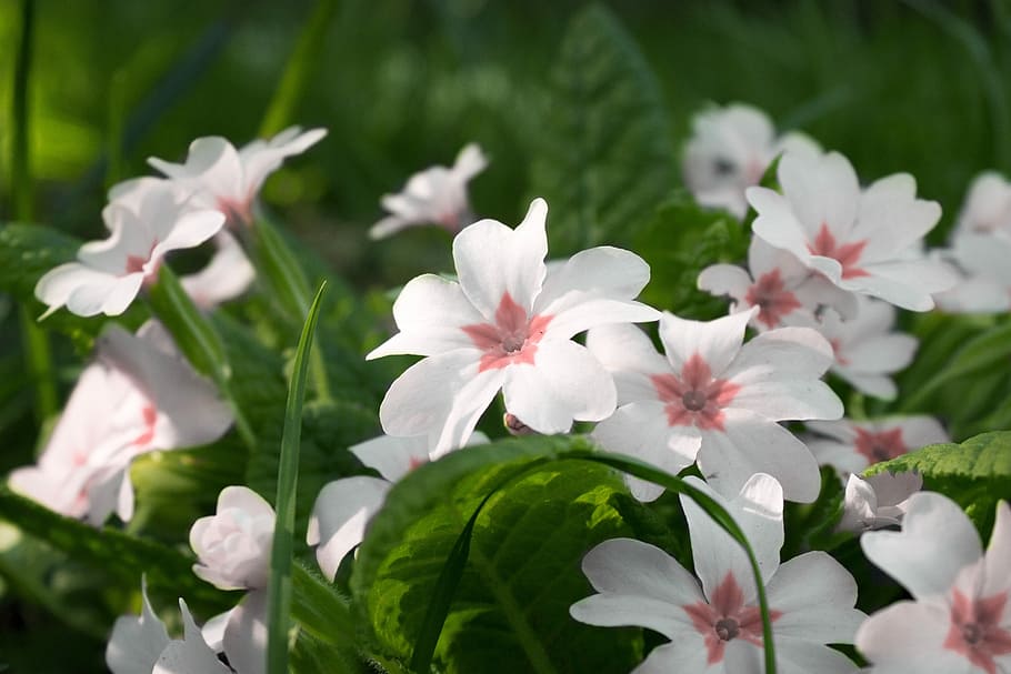 Spring, Flowers, Nature, White, green, natural, summer, garden HD wallpaper