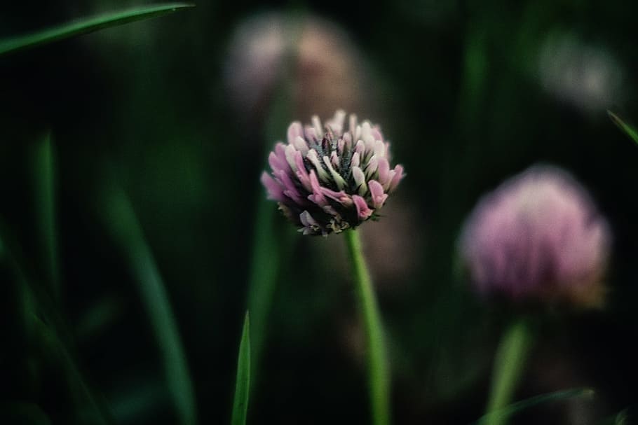 red clover flower in selective focus photography, nature, plants HD wallpaper