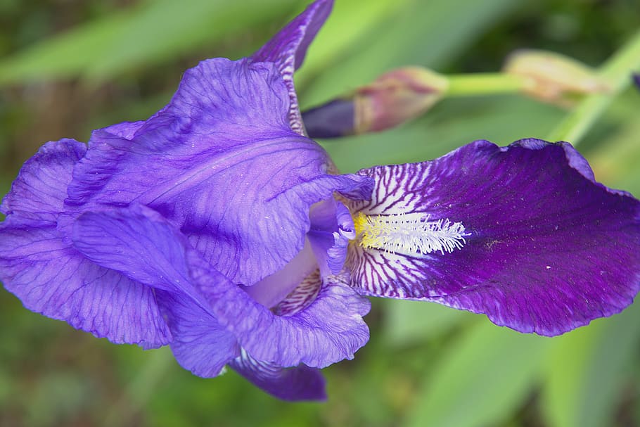 spring, flowers, purple, close, iris, flowering plant, vulnerability HD wallpaper
