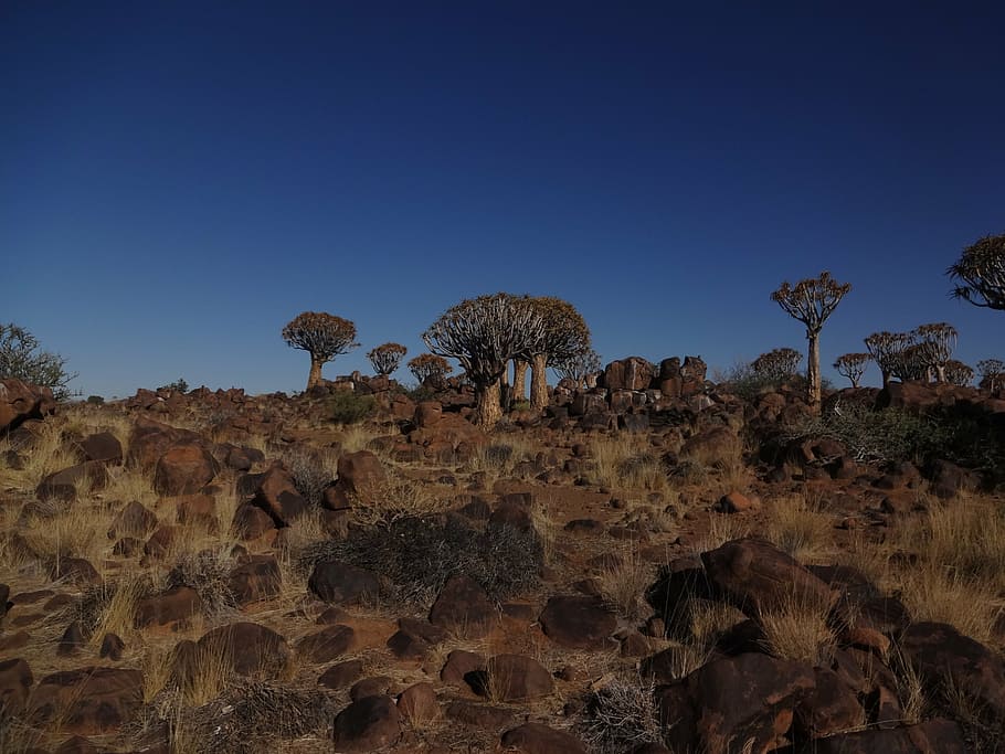namibia, quiver tree forest, landscape, nature, african, outdoor HD wallpaper