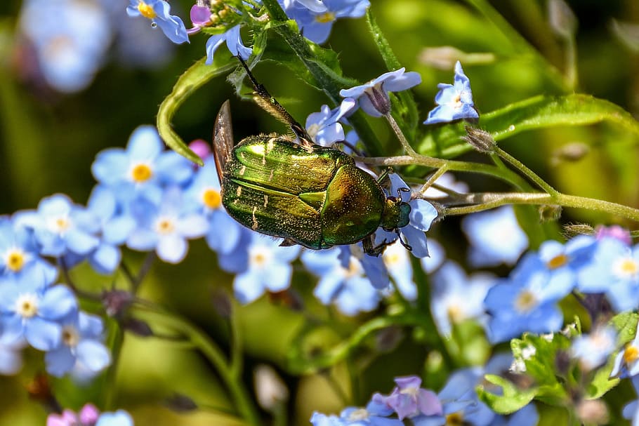 Rose, Beetle, Insect, rose beetle, flight insect, nature, forget me not HD wallpaper