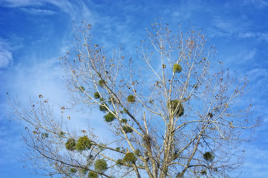 mistletoe, halbschmarotzer, tree parasite, green, autumn, aesthetic HD wallpaper