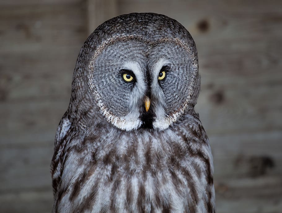 owl, yellow eyed owl, grey owl, gray owl, raptor, hunter, predator, HD wallpaper