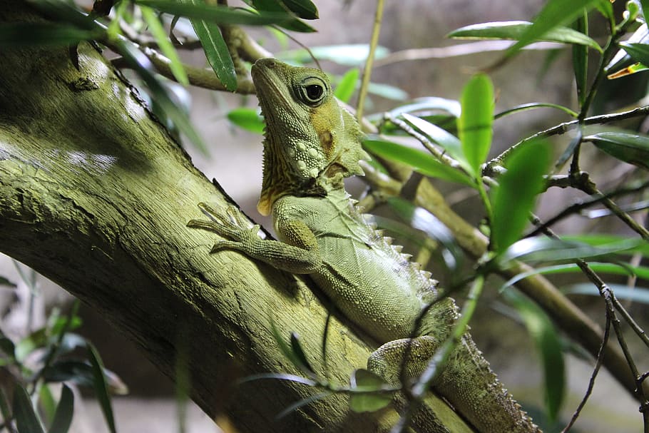 Branch, Green, Lizard, centered, looking, reptile, small, staring HD wallpaper