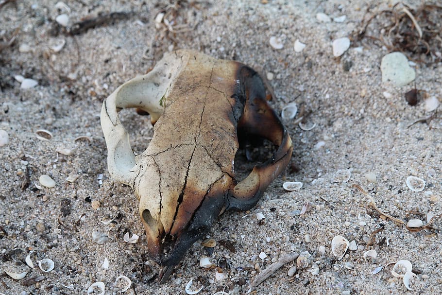 skull, dead, burnt, bones, sand, animal themes, land, one animal HD wallpaper