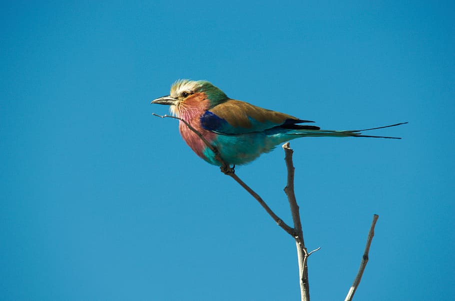 Forked, Roller, Bird, Colorful, forked roller, blue, one animal HD wallpaper