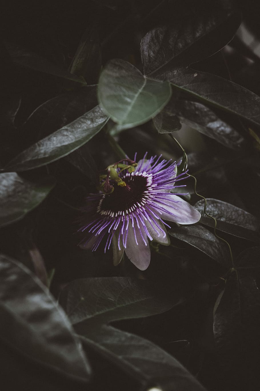 shallow focus photography of purple flower, photo of purple flower, HD wallpaper