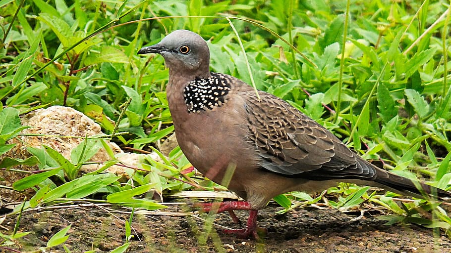 dove, bird, close, animal themes, animal wildlife, animals in the wild HD wallpaper