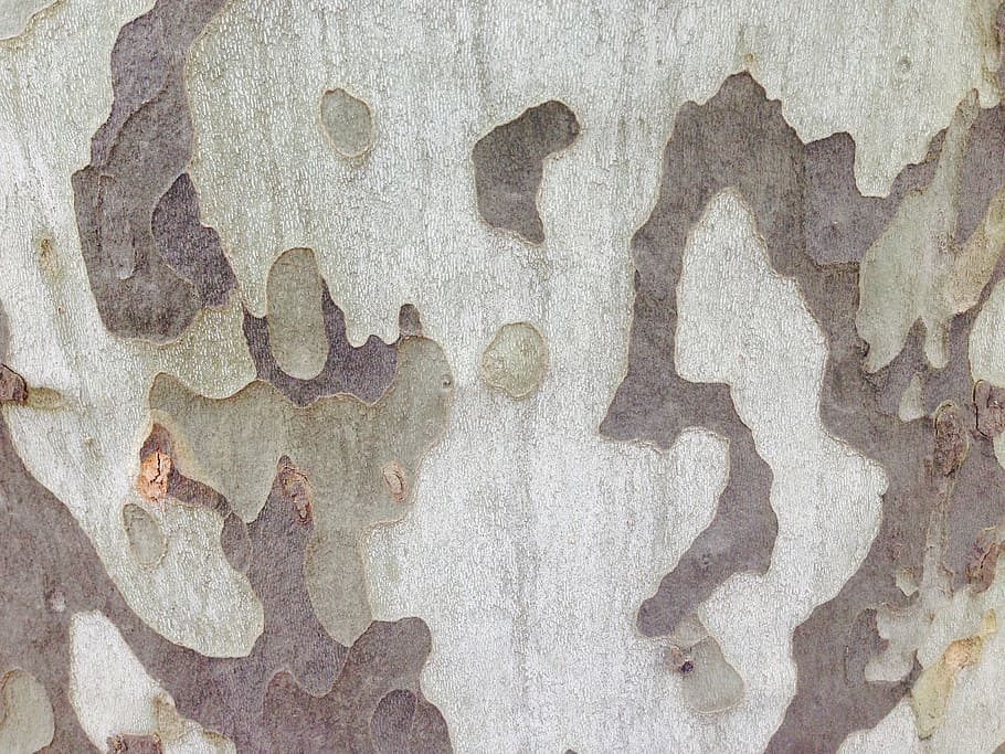 plane, tree, bark, backgrounds, brown, pattern, textured, full frame HD wallpaper