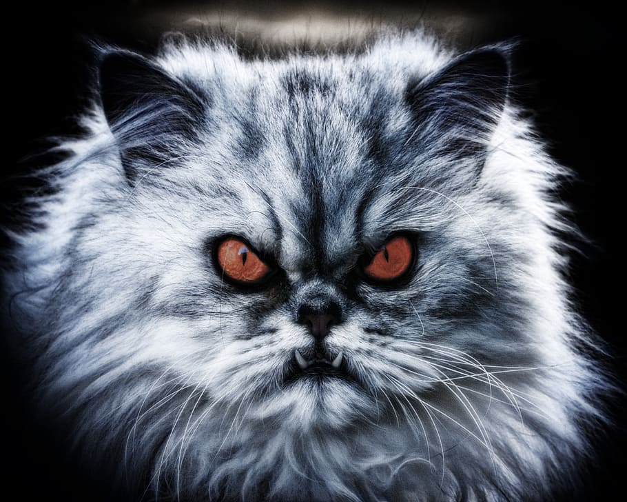 closeup photo of long-haired gray cat, pet, domestic cat, diabolical, HD wallpaper