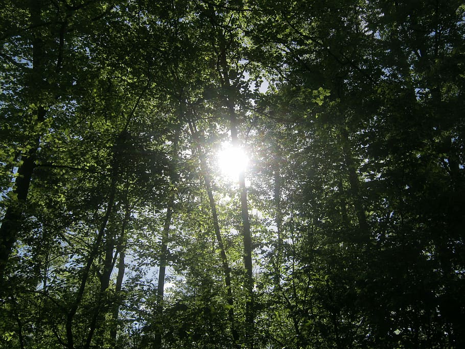 Forest, Nature, Trees, Crowns, background, sunlight, back light HD wallpaper