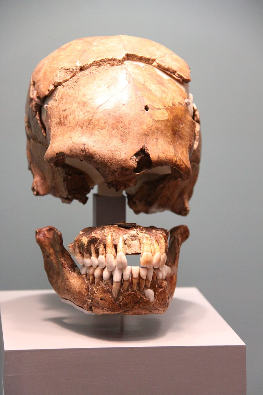 skull, frontal, museum, indoors, food and drink, studio shot HD wallpaper