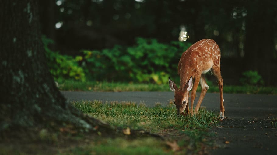 shallow focus photography of deer, animal, wildlife, park, fauna, HD wallpaper