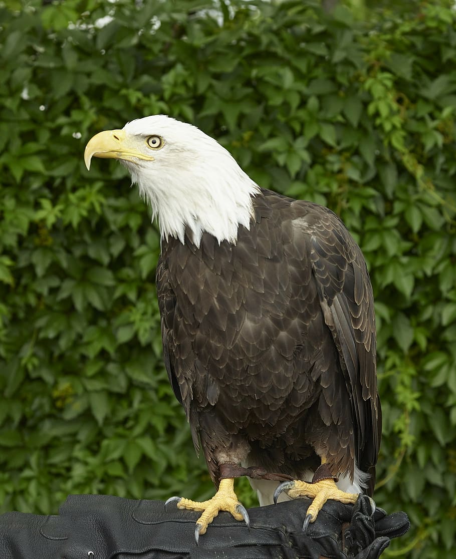 eagle, bald, perched, raptor, bird, nature, tree, american HD wallpaper