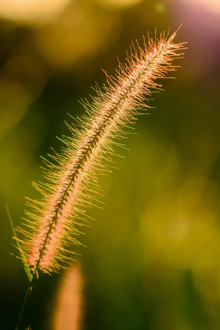 green, summer, yellow, fl, nature, color, sunny, plant, close-up HD wallpaper