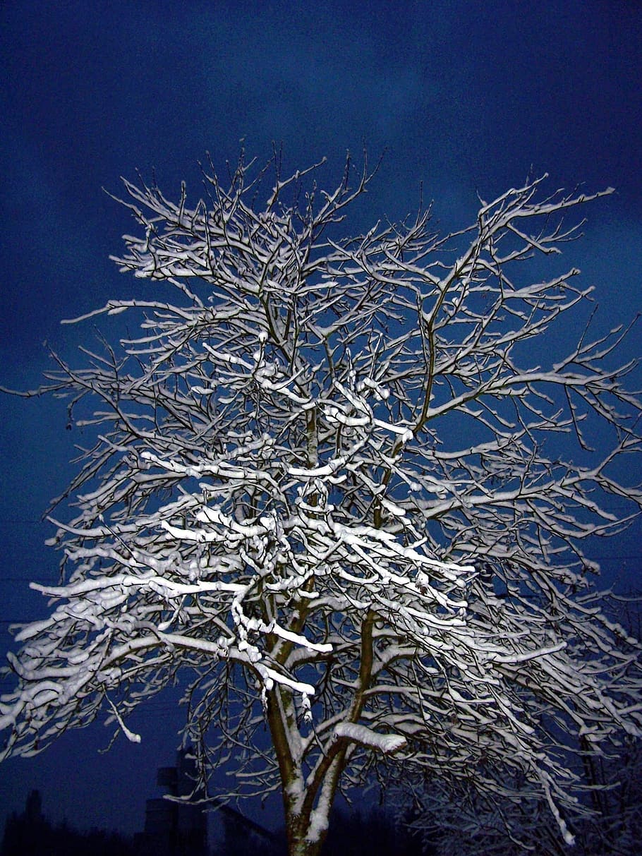 tree, winter, night, nature, snow, wintry, cold temperature HD wallpaper