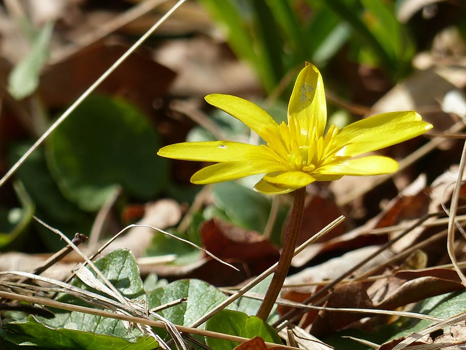 flower, yellow, leaf, spring, garden, nature, plant, petal HD wallpaper