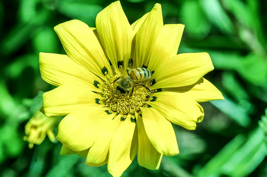 flower, yellow, bees, macro, flowering plant, fragility, vulnerability HD wallpaper