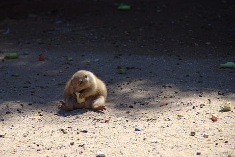 chubby, depression, overweight, depressed, groundhog, gopher HD wallpaper
