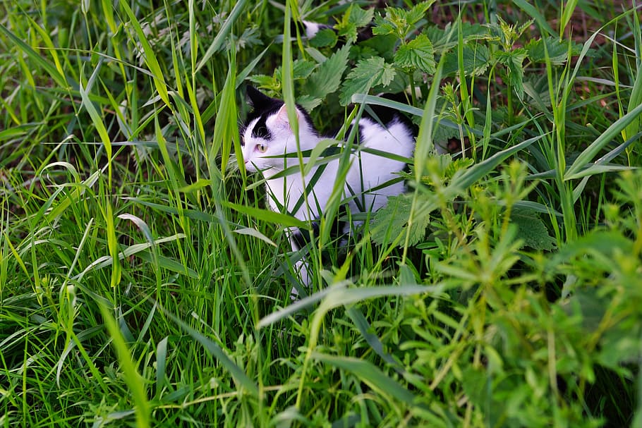 Cat, Hidden, Lauer, Curious, Attention, mieze, fur, domestic cat HD wallpaper