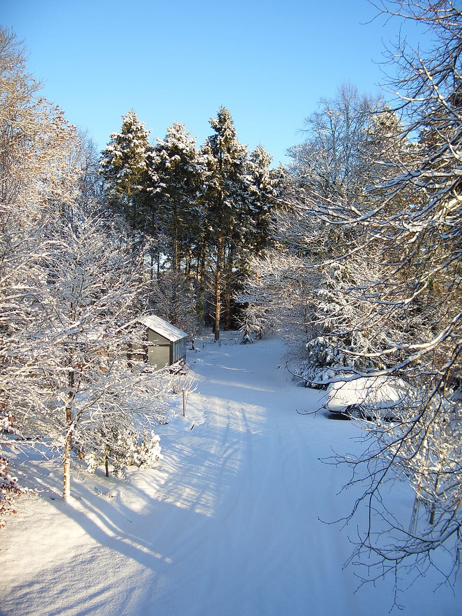 snow, winter, white, cold, season, frost, snowflake, outdoor HD wallpaper