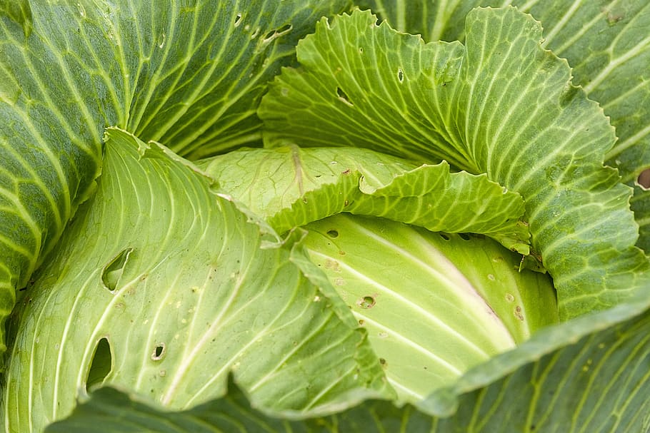 cabbage, fresh, kochan, greens, vegetable garden, harvest, elitexpo HD wallpaper
