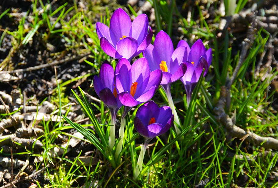 crocus, flower, spring, purple, garden, nature, bloom, season HD wallpaper