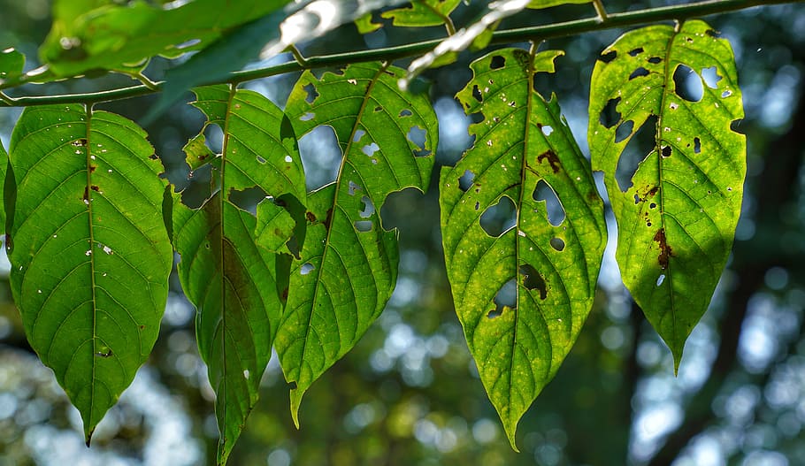 leaf, insect, eating, texture, nature, flora, growth, tree HD wallpaper