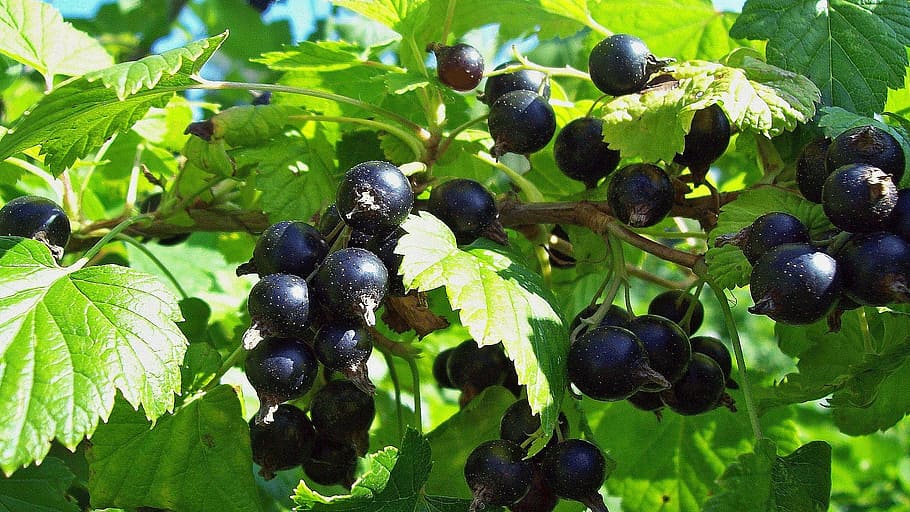 currant, summer, berry, fruit, ripe, garden, vitamin, food HD wallpaper
