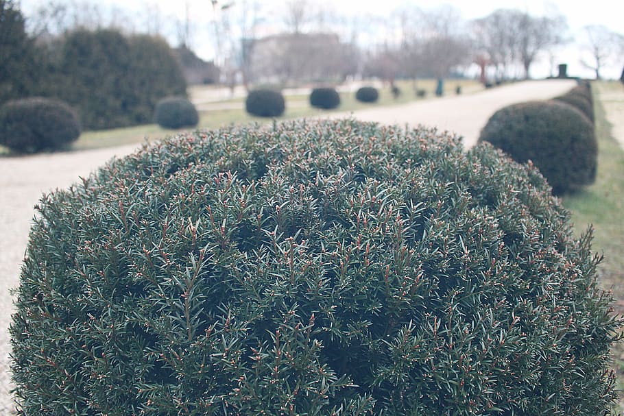 bush, park, plant, growth, nature, day, field, no people, land HD wallpaper