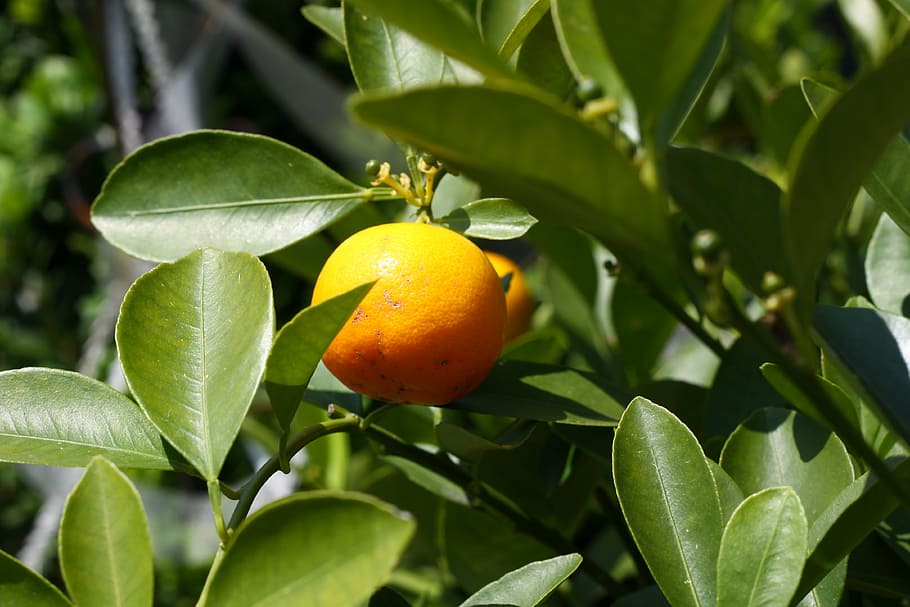 orange tree, branches, leaves, green, leaf, oranges, nature HD wallpaper