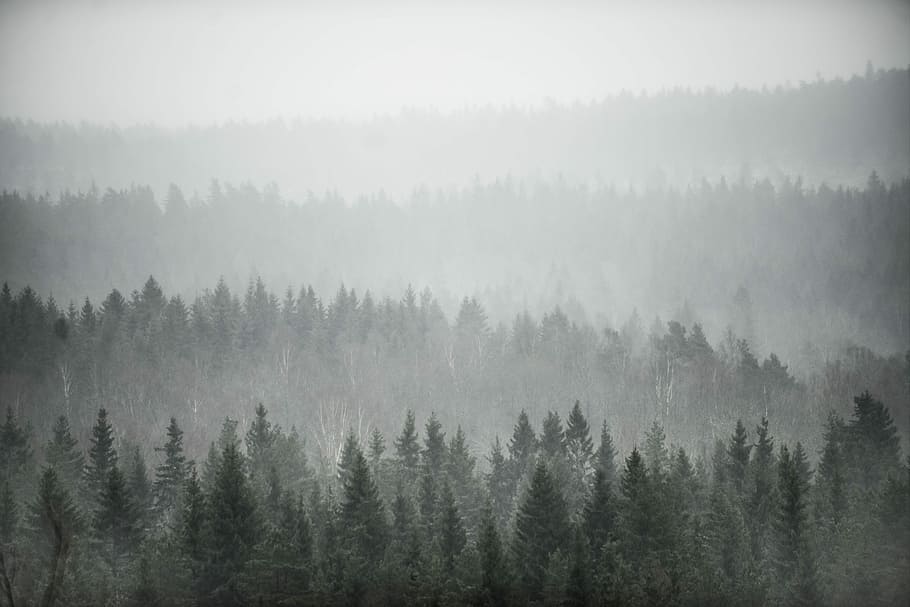 fog covered trees, pine forest with fog, foggy, plant, tranquil scene HD wallpaper