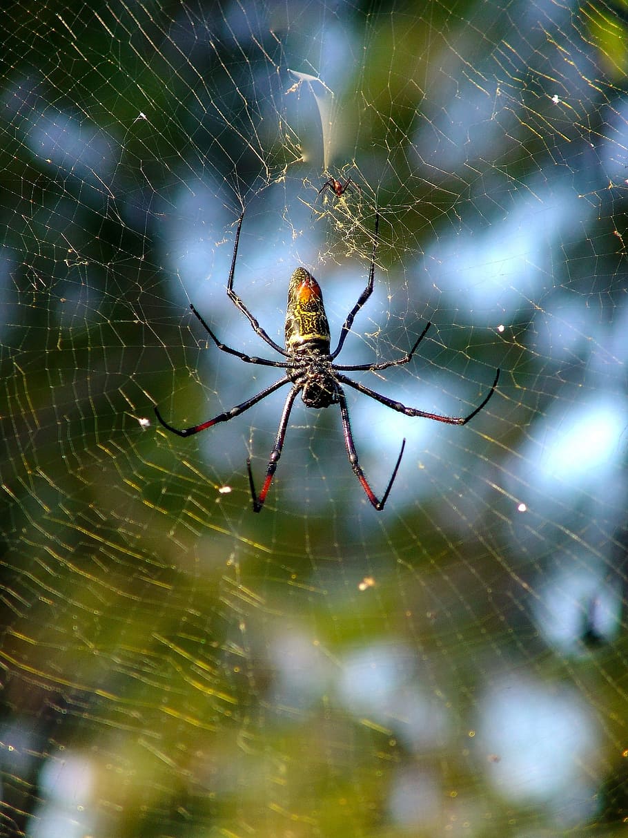 spider, network, cobweb, arachnid, strained networks, spider web HD wallpaper