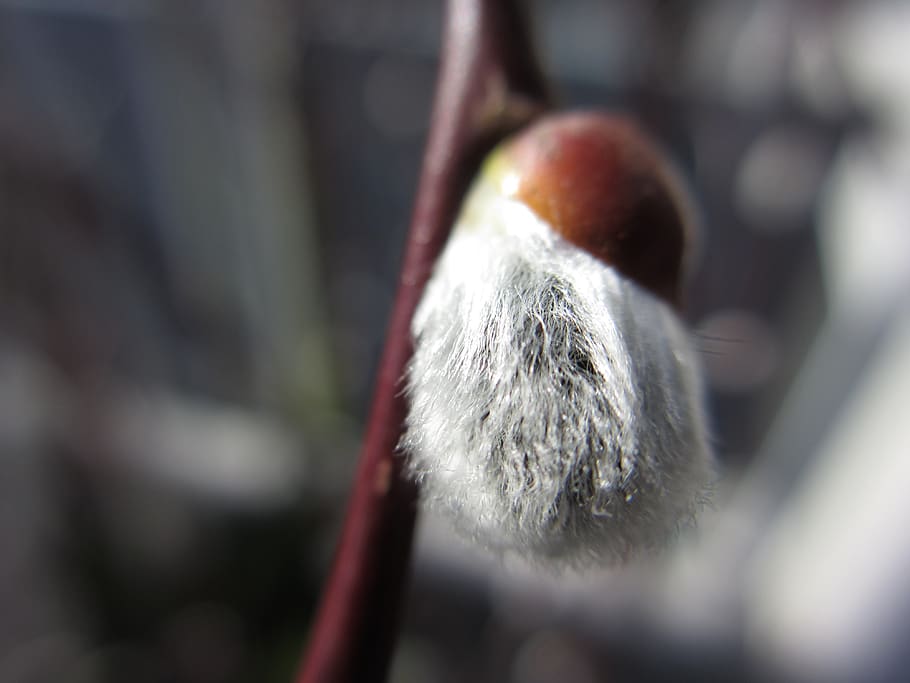 spring, willow catkins, bud, close-up, no people, plant, selective focus HD wallpaper