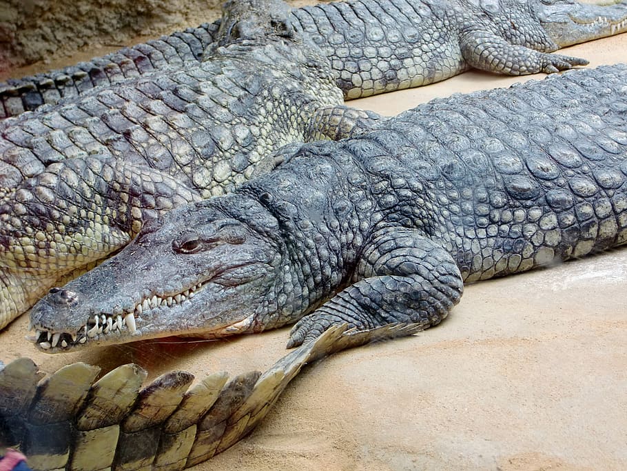 crocodile, lizard, dangerous, reptile, predator, tooth, alligator HD wallpaper