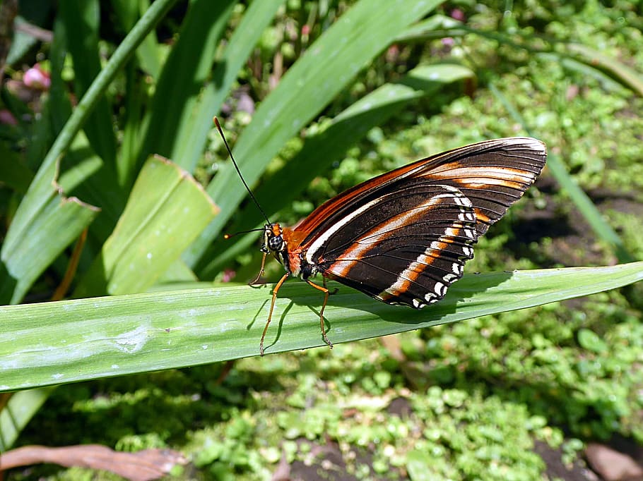 butterfly, insect, moth, animals, costa rica, animal wildlife HD wallpaper